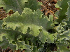 Verbascum sinuatum