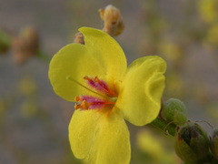 Verbascum sinuatum