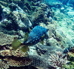 Dicotylichthys punctulatus