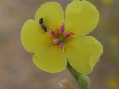 Verbascum sinuatum