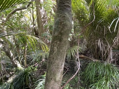 Beilschmiedia tarairi