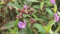 Melastoma malabathricum
