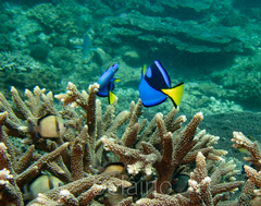 Paracanthurus hepatus