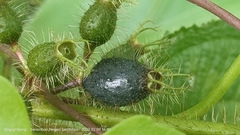 Miconia crenata