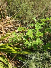 Pelargonium vitifolium