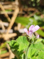 Pelargonium vitifolium