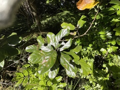 Beilschmiedia tarairi