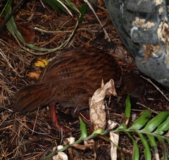 Gallirallus australis scotti