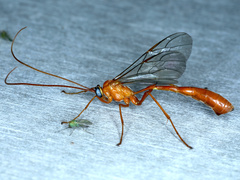 Enicospilus lineolatus