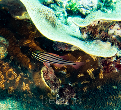 Ostorhinchus limenus