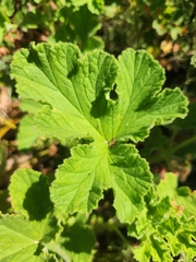 Pelargonium vitifolium