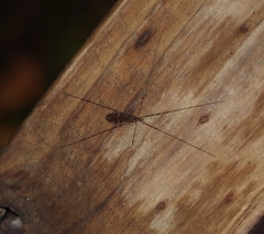 Austrolimnophila stewartiae