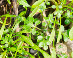 Nemophila parviflora
