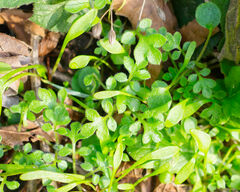 Nemophila parviflora