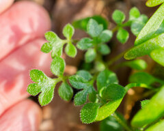 Nemophila parviflora
