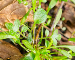 Nemophila parviflora