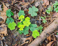 Oxalis oregana