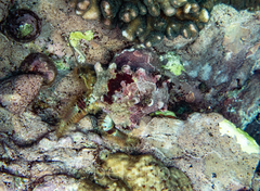 Aniculus ursus