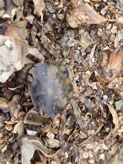 Hemigrapsus sanguineus