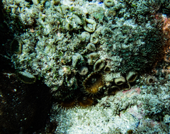 Palythoa