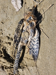 Urodynamis taitensis