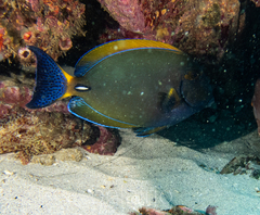 Acanthurus dussumieri