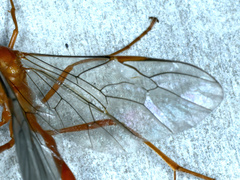 Enicospilus lineolatus