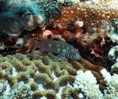 Gobiodon prolixus