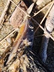 Urodynamis taitensis