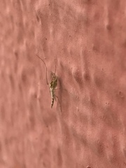 Culex pipiens