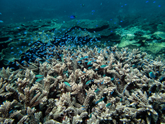 Chromis atripectoralis