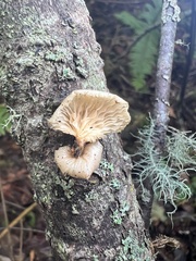Panellus mitis
