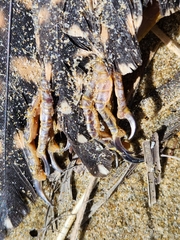 Urodynamis taitensis