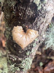 Panellus mitis