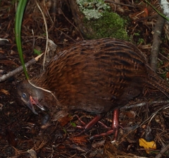 Gallirallus australis scotti