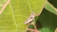 Trilophidia annulata