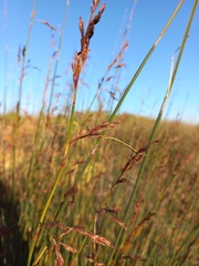 Thamnochortus spicigerus
