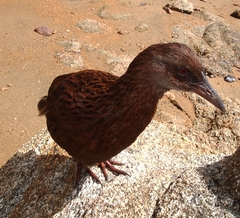 Gallirallus australis scotti