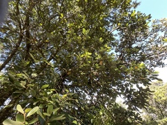 Beilschmiedia tarairi