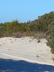 Raphicerus campestris