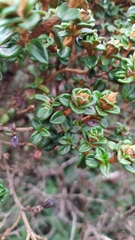 Osbeckia lanata