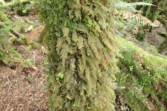 Hymenophyllum frankliniae