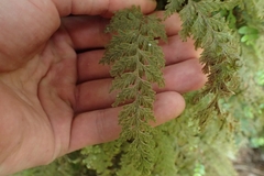 Hymenophyllum frankliniae