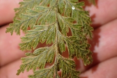 Hymenophyllum frankliniae