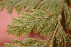 Hymenophyllum frankliniae