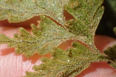 Hymenophyllum frankliniae