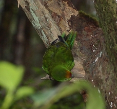 Cyanoramphus auriceps