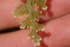 Hymenophyllum frankliniae
