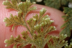 Hymenophyllum frankliniae