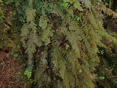 Hymenophyllum frankliniae